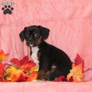 Violet, Boston Terrier Mix Puppy
